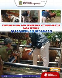 VAKSINASI PMK DAN PEMBERIAN VITAMIN GRATIS PADA HEWAN TERNAK DI PADUKUHAN GEDANGAN